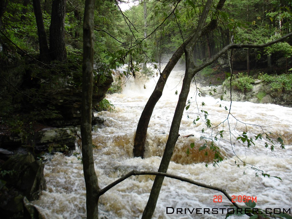 Trees take a pounding as the Saw Creek spills it's banks.